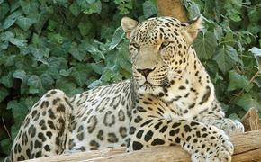 На Кубани 15 июля может стать Днём переднеазиатского леопарда