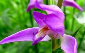 На Таганае зацвела краснокнижная пьянящая орхидея