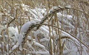 Зерно из-под снега чуть не погубило население Урала