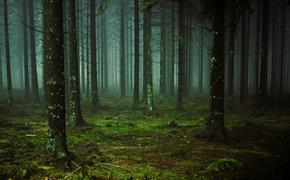 Исследование: глобальная площадь лесов на душу населения сократилась более чем на 60 процентов