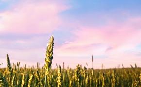 Директор центра аграрных исследований РАНХиГС Никулин: «Снижение урожая отразится на ценовой политике» 