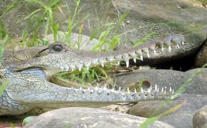 Более половины крокодилов в мире в настоящее время находятся под угрозой исчезновения