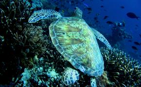 Почему большинство недавно вылупившихся морских черепах Флориды являются самками