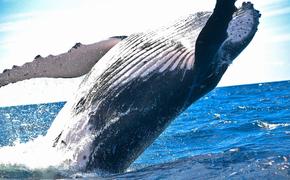 Социальные сети помогают ученым следить за редко встречающимися китами