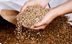 Минсельхоз России прогнозирует урожай зерна в 130 млн тонн