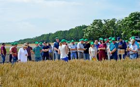 Госсорткомиссия допустила к использованию 10 сортов пшеницы кубанской селекции