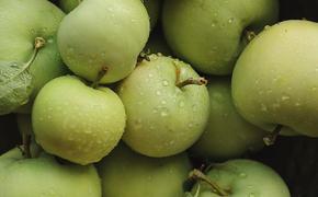 Врач-диетолог Мойсенко заявила, что переедание яблок может привести к нарушению метаболических процессов в организме