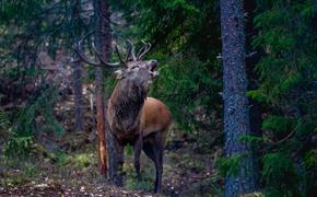 В Хабаровском крае охотник застрелил друга вместо оленя