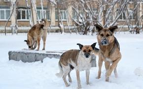 Девочке, которую в Коркино покусали бездомные собаки, выплатят два миллиона