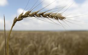 Путин: Россия сделала все для вывоза зерна с Украины и обеспечения интересов голодающих стран