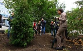 13 тысяч деревьев посадят в Челябинске в 2022 году