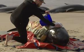 Около 200 китов, обнаруженных на берегу, погибли в Австралии