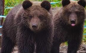 На Алтае в дикую природу вернулись медвежата, оставшиеся без родителей