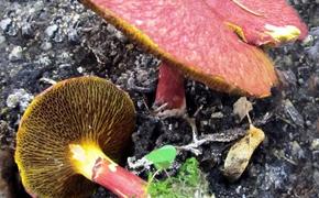 На Таганае обнаружили самый редкий гриб на планете