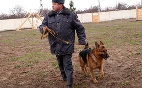 Три служебные собаки вышедшие на пенсию в Нижнем Новгороде ищут хозяев