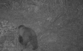 На Таганае турист чудом разминулся с медведем