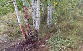 В Челябинской области браконьер убил восемь косуль