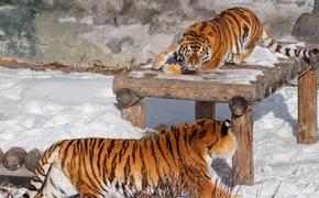 Челябинский зоопарк начинает работу по новому графику