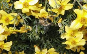 Причиной гибели более миллиона пчел в Красноярске стали пестициды