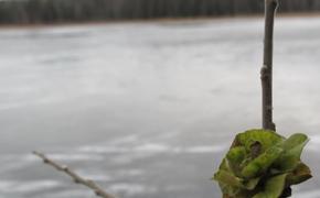 В нацпарке «Таганай» можно увидеть зеленые розы на деревьях