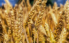 Урожай пшеницы в России приближается к 105 млн тонн
