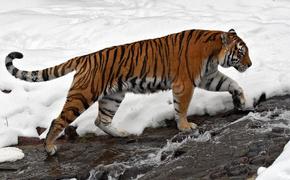 В Хабаровском крае тигры начали охоту на сторожевых собак