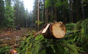 В Хабаровском крае задержали лесника за незаконный выруб деревьев