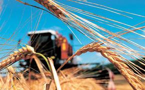 В России собран рекордный урожай зерна и сои