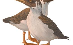 Окаменелости опровергают более чем вековые знания о происхождении современных птиц