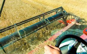 Южноуральские аграрии собрали рекордный урожай пшеницы