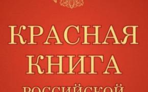 В Красную книгу Приамурья внесли еще три вида дикоросов