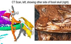 Обнаруженная окаменелость из кладовой сдвигает происхождение ящериц на 35 миллионов лет 