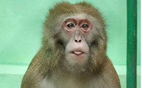 Челябинский зоопарк закрыл зал с обезьянами на карантин по ОРВИ