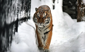 Тигрица держит в страхе жителей хабаровского села Бичевая