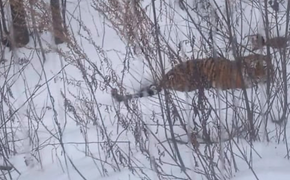 В Хабаровском крае тигры продолжают выходить к населенным пунктам