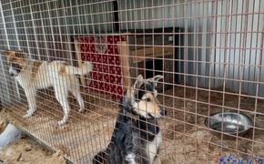 В Хабаровске заключенные начали делать орудия для отлова собак