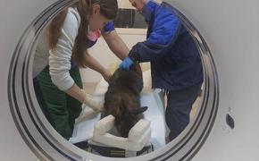 Кенгуру из челябинского зоопарка увезли на МРТ