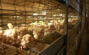 СК завел уголовное дело против птицефабрики в Хабаровском крае