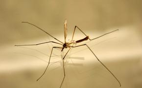Непродуманная политика в отношении инсектицидов привела к бесчисленным ненужным случаям малярии