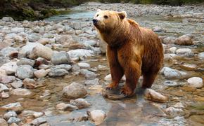 Фотоловушки подтвердили обитание в оренбургском заповеднике «Шайтан-Тау» шести медведей