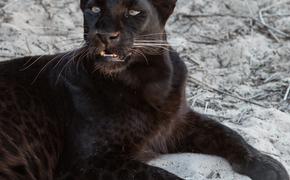 Черную пантеру, бегавшую по Тамбову, обнаружили в Москве