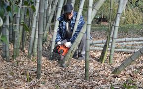 В Сочи распустился бамбук цветущий один раз в 60 лет