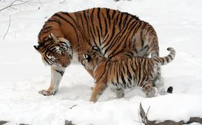 Численность амурских тигров в России выросла на 150 особей, а дальневосточных леопардов на 100