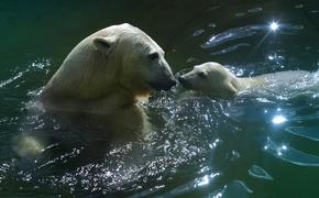 Учёные считают, что белым медведям грозит вымирание  