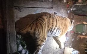 В Хабаровском крае тигр снова напал на охотников