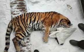 В Хабаровском крае поймали тигрицу, закрывшуюся в собачьем вольере