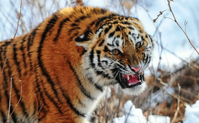 В Хабаровском крае снова поймали больного тигра