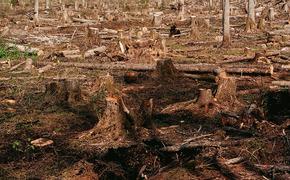 Тропические леса бразильской Амазонки продолжают исчезать