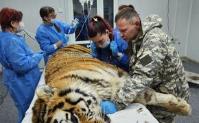 Тигру, отловленному в Хабаровском крае, ампутируют лапу в Приморье
