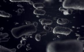 В этот день 145 лет назад был введен в научный оборот термин «микроб»  